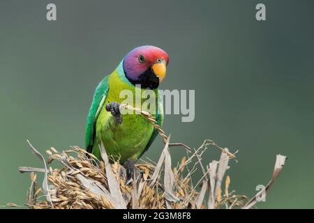 Das Bild des Pflaumenkopfsittichs (Psittacula cyanocephala) in Shimoga, Karnataka, Indien, Asien Stockfoto