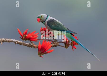 Das Bild des Malabarsittichs (Psittacula columboides) in Shimega, Karnataka, Indien, Asien Stockfoto