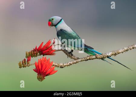 Das Bild des Malabarsittichs (Psittacula columboides) in Shimega, Karnataka, Indien, Asien Stockfoto