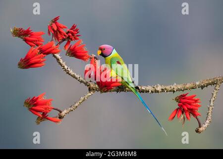 Das Bild des Pflaumenkopfsittichs (Psittacula cyanocephala) in Shimoga, Karnataka, Indien, Asien Stockfoto