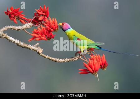 Das Bild des Pflaumenkopfsittichs (Psittacula cyanocephala) in Shimoga, Karnataka, Indien, Asien Stockfoto