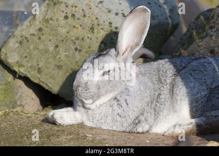 Reinrassiger Kaninchen Belgischer Riese, der draußen in der Sonne ruht Stockfoto