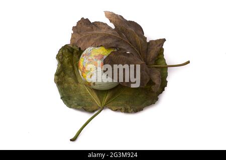 Kleiner Modellglobus zwischen zwei Herbstblättern Stockfoto