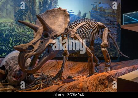 Lampang, Thailand - 24. Feb 2021: Fossil und Statue von Triceratops, im Lampang Fossil Geology and Natural Science Museum. Stockfoto