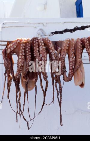 Octopus hängt sich auf einer griechischen Insel an, um im Sonnenschein zu trocknen Stockfoto