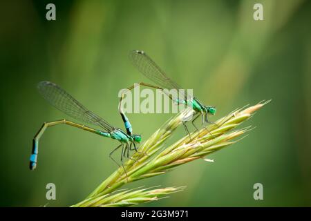 Paar gemeinsame blaue Libellen Stockfoto