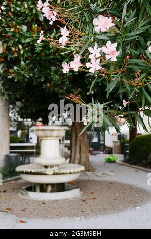 Historisches Zentrum der Altstadt von Piran mit antikem Brunnen in einem kleinen grünen Garten. Barockstil. Urlaub Coast of Slovenia im Sommer. Stockfoto