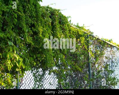 Kettengliederzaun, der von Kletterreben bedeckt ist Stockfoto