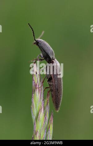 Klicken Sie auf Käfer Athous haemorrhoidalis Stockfoto