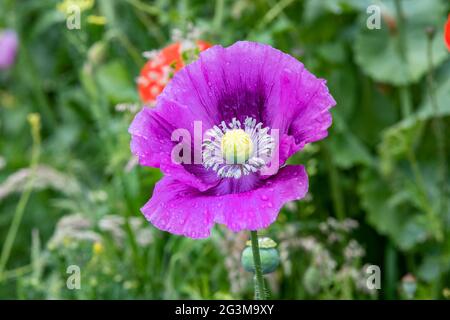 Northampton, Großbritannien. Juni 2021. Mohn, Laurens Traube, Papaver somniferum, volle Blüte im Abington Park nach dem nächtlichen Regen. Kredit: Keith J Smith./Alamy Live Nachrichten Stockfoto