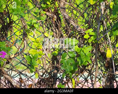 Kettengliederzaun, der von Kletterreben bedeckt ist Stockfoto
