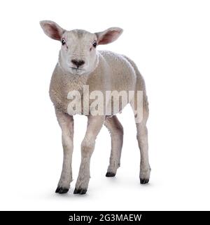 Niedliches kleines Texellamm, vorne stehend. Neugierig auf die Kamera schauen. Isoliert auf weißem Hintergrund. Stockfoto