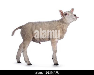 Niedliches kleines Texellamm, Seitenwege stehend. Blick nach vorne, die Zunge herausstreckt. Isoliert auf weißem Hintergrund. Stockfoto