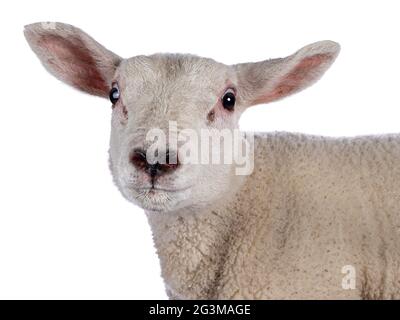 Kopfaufnahme eines niedlichen kleinen Texellamms, Seitenwege stehend. Neugierig auf die Kamera schauen. Isoliert auf weißem Hintergrund. Entzückende herzförmige Nase. Stockfoto