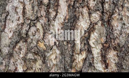 Baumrinde (Pinus nigra) schwarze Kiefer Stockfoto