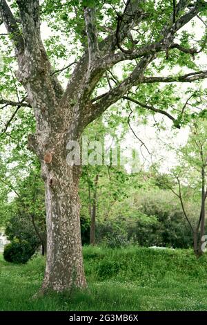 Weitläufige Platane auf einem grünen Rasen im Park Stockfoto