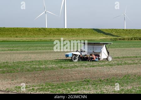 Noordoostpolder Flevoland Niederlande, Juni 2021 Osteuropäische Saisonarbeiter auf dem Ackerland Wanderarbeiter aus Polen und Bulgarien, Osteuropa Saisonarbeiter. Niederlande Stockfoto