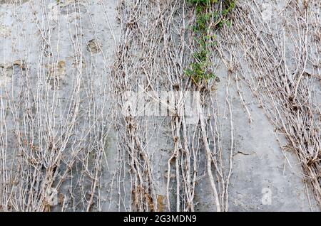 Hintergrund der weißen Ziegelwand überwuchert mit dicken kahlen Zweigen alter Trauben. Altstadt von Piran, Slowenien. Texturen der Welt. Stockfoto