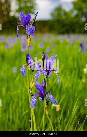 Nahaufnahme der Iris sibirica Blumen, die auf der Wiese wachsen Stockfoto
