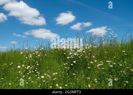 Wildblumen an einem Straßenrand im Juni, einschließlich Ochsenblumen (Leucanthemum vulgare), an einem sonnigen Junitag gegen einen blauen Himmel, Hampshire, Großbritannien Stockfoto