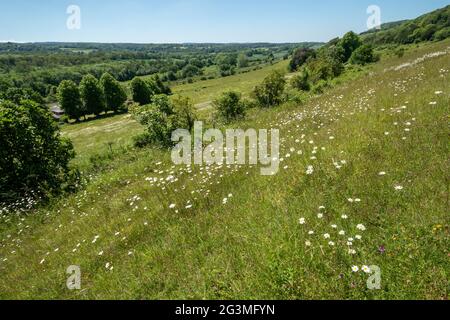 Blick auf den Denbies Hillside auf Ranmore Common in den North Downs, Surrey Hills, England, UK, im Juni oder Sommer mit Wildblumen Stockfoto