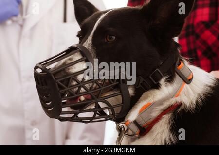 Süßer Hund beim Tierarzt. Stockfoto