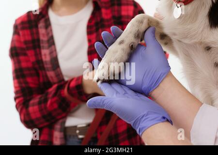 Tierarzt halten Hunde Pfote in ihren Händen. Stockfoto