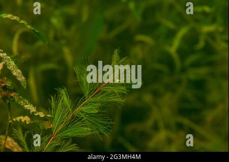 Schöne frische und frische Süßwasseralgen hydrilla verticillata Stockfoto