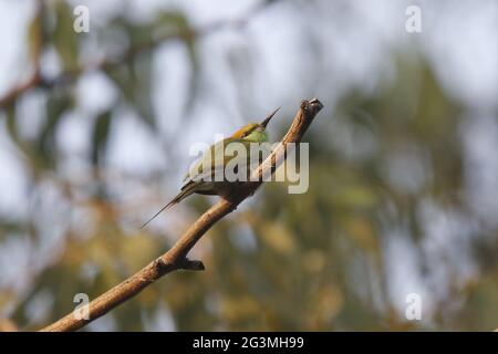 Ein grüner Ba-Esser im Van Vihar National Park Bhopal, Zentralindien. Stockfoto