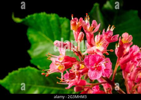 Nahaufnahme der Blume einer fleischroten Rosskastanie (lat: Aesculus × carnea) mit einem grünen Kastanienblatt vor schwarzem Hintergrund. Stockfoto