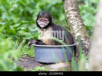 Goldbauchkaputschin (Cebus xanthosternos) Stockfoto