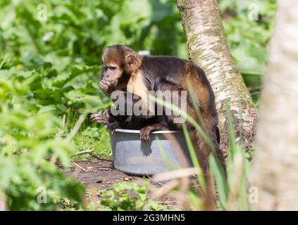 Goldbauchkaputschin (Cebus xanthosternos) Stockfoto