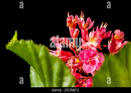 Nahaufnahme der Blume einer fleischroten Rosskastanie (lat: Aesculus × carnea) mit einem grünen Kastanienblatt vor schwarzem Hintergrund. Stockfoto