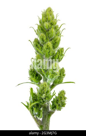 Makro einer grünen Blume, die zu einer Staghorn Sumac oder Rhus typhina gehört Stockfoto