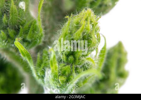 Makro einer grünen Blume, die zu einer Staghorn Sumac oder Rhus typhina gehört Stockfoto