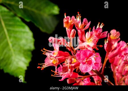 Nahaufnahme der Blume einer fleischroten Rosskastanie (lat: Aesculus × carnea) mit einem grünen Kastanienblatt vor schwarzem Hintergrund. Stockfoto