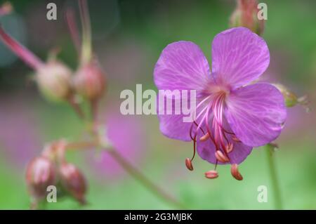 Blütenstand des Balkan-Kranzschnabel Geranium macrorrhizum Stockfoto