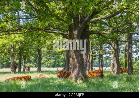 hochlandkühe suchen Schatten unter Bäumen im Naturgebiet Hijkerveld, Niederlande Stockfoto