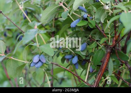 Ernte. Reife Geißelbeeren, die auf den Zweigen eines Busches mit grünen Blättern wachsen. Selektiver Fokus. Stockfoto