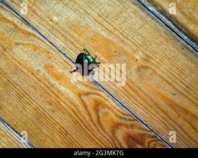 Ein großer grüner Käfer auf einem Holzboden, im Sommer Stockfoto