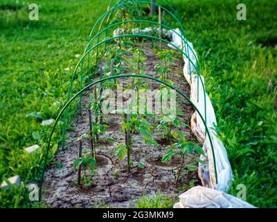 Kleines Gewächshaus mit Pfefferpflanzen, im Sommer Stockfoto