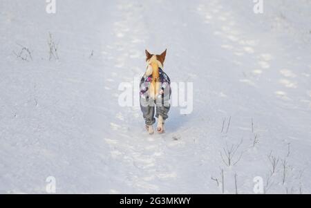 Reifer basenji-Rüde mit Mantel, der in der Wintersaison einsam auf einer schneebedeckten Straße nach menschlichen Fußabdrücken geht Stockfoto