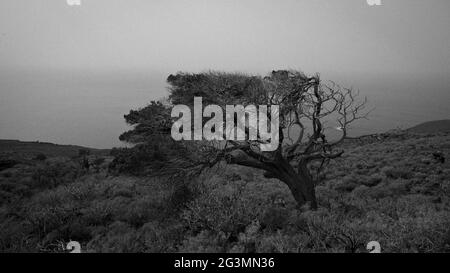 El Hierro, Spanien. Ein Savin, der typische Baum von el Hierro, geformt durch die Wirkung des konstanten Windes. Dieser Baum ist zu einem Symbol der Insel geworden. Stockfoto