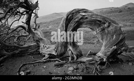 El Hierro, Spanien. Ein Savin, der typische Baum von el Hierro, geformt durch die Wirkung des konstanten Windes. Dieser Baum ist zu einem Symbol der Insel geworden. Stockfoto