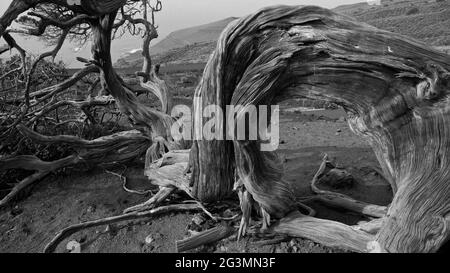 El Hierro, Spanien. Ein Savin, der typische Baum von el Hierro, geformt durch die Wirkung des konstanten Windes. Dieser Baum ist zu einem Symbol der Insel geworden. Stockfoto