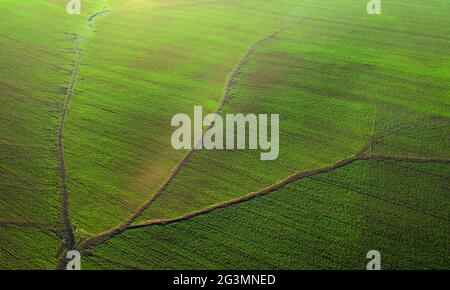 Zerstörte landwirtschaftliche Nutzpflanzen durch starke Regenfälle Blick von der Drohne. Stockfoto