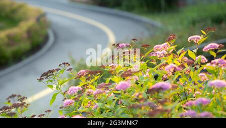 Leuchtend rosa Spirea Blumen auf einem Rasen Hintergrund. Stockfoto