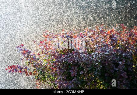 Regentropfen fallen auf einen Berberbusch. Nahaufnahme. Stockfoto