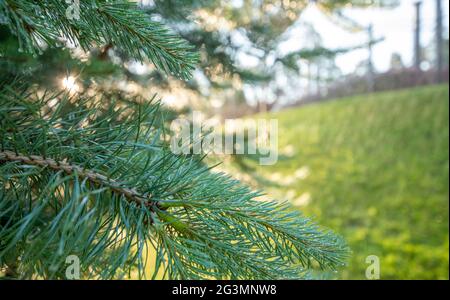 Sommerhintergrund. Regentropfen oder Tau auf den Kiefernästen, beleuchtet durch Sonnenlicht. Stockfoto