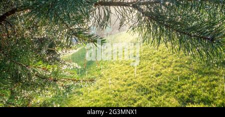 Sommerhintergrund. Regentropfen oder Tau auf den Kiefernästen, beleuchtet durch Sonnenlicht. Stockfoto